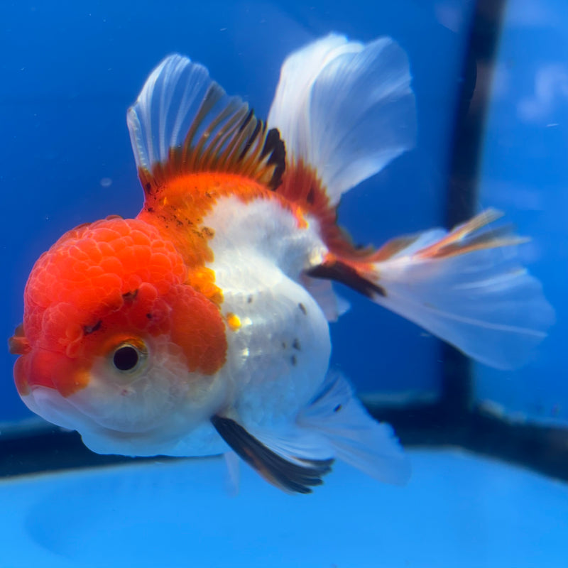 Thai Oranda Tri-Color 3” Body Female(CK-834)R3A16