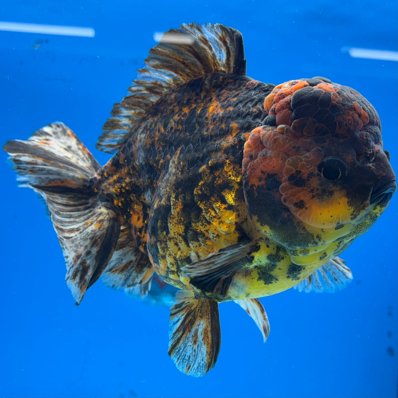 Thai Oranda JUMBO Calico Tiger 5” Body Male(CK-1440)BLUETUB2