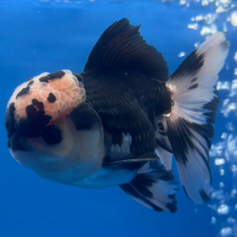 Thai Oranda Panda 3” Body Male(CK-1222)R1A09