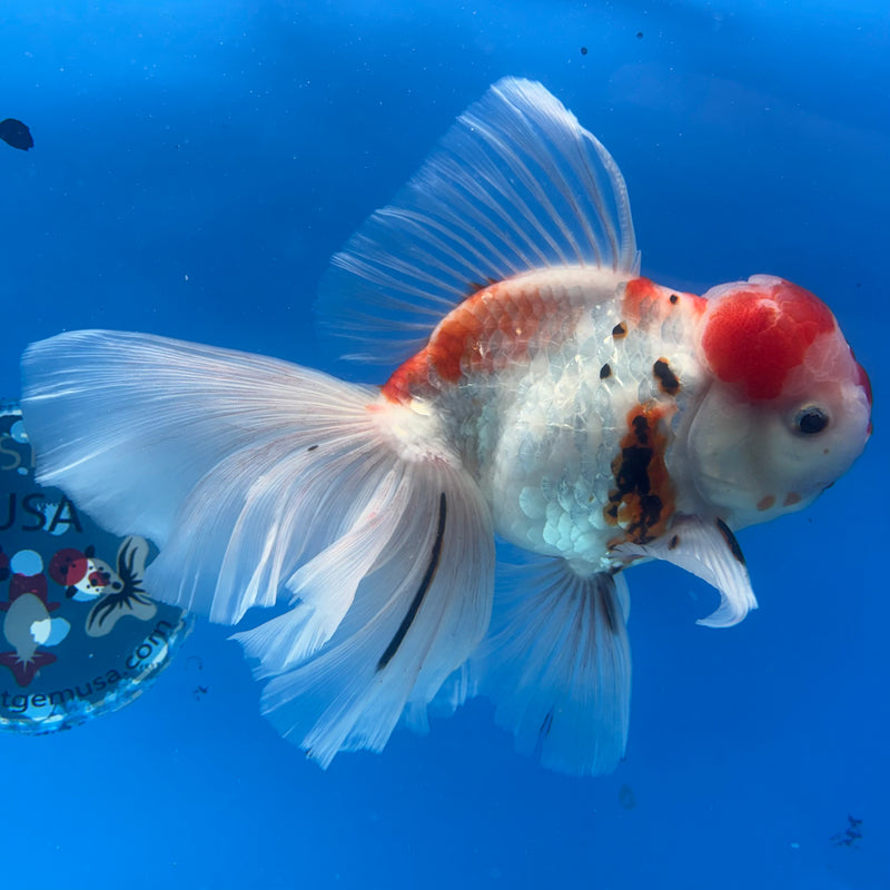 Thai Oranda JUMBO Orchid Tail Tri-Color Calico 4.5” Body Male(CK-1363)SHOWTANK2