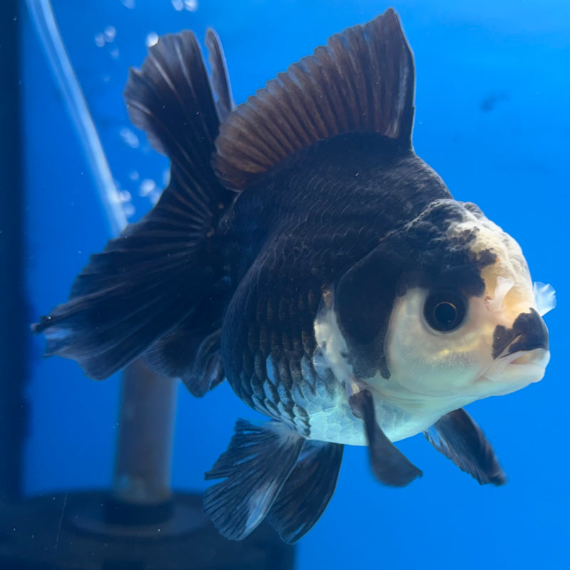Thai Oranda Panda 3” Body Female(CK-842)R3B20