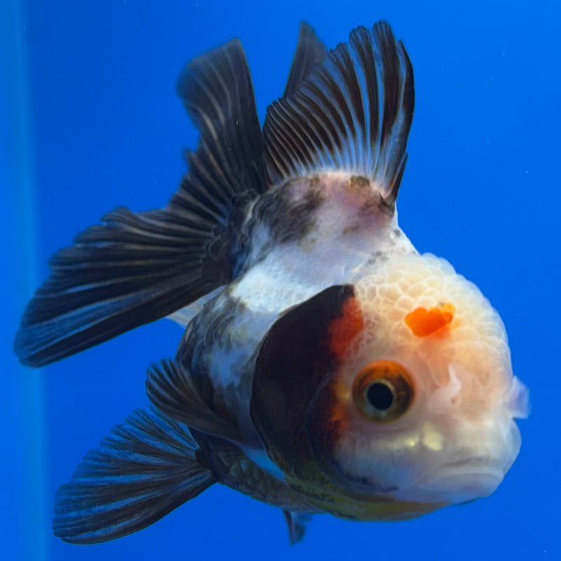 Thai Oranda Tri-Color 2.5” Body Female(CK-1237)R3B12