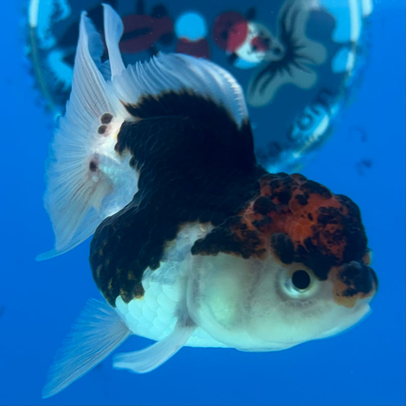 Thai Oranda Tri-Color 2.5" Female (CK-1524)R3B16