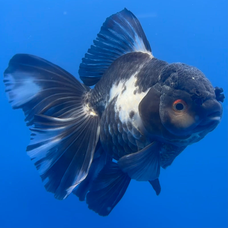Thai Oranda Panda Butterfly Tail 3.5” Body Female(CK-788)SHOWTANK