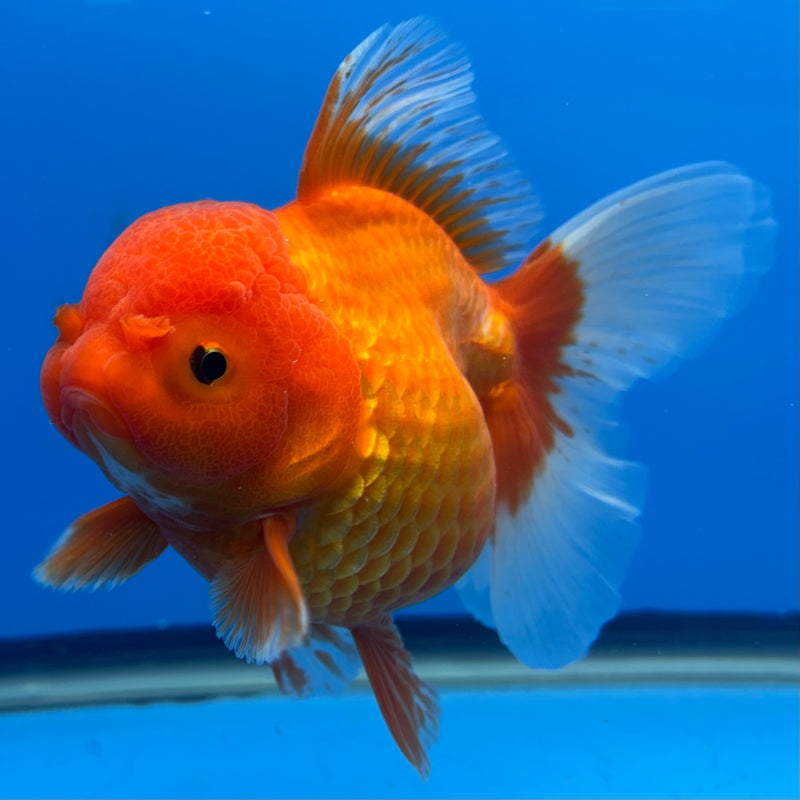 Thai Oranda Red/White 4” Body Female(CK-813)R1A02