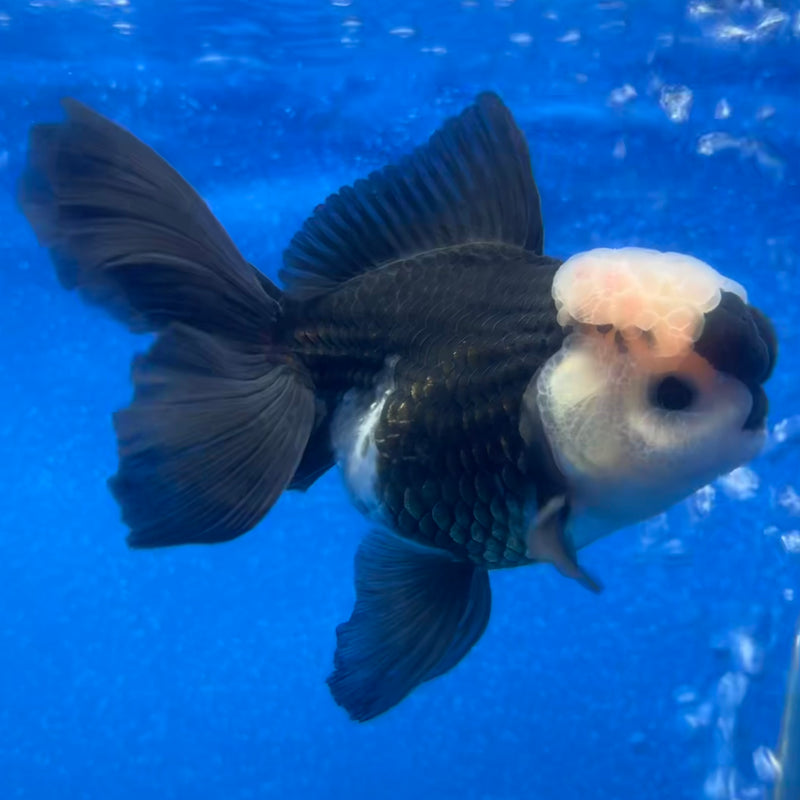 Thai Oranda Panda 3” Body Male(CK-1216)R1A09