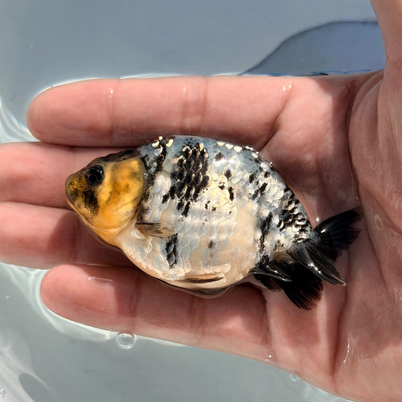 (KP-228) Thai Cow/White Tiger Dragon Head Ranchu R3B05