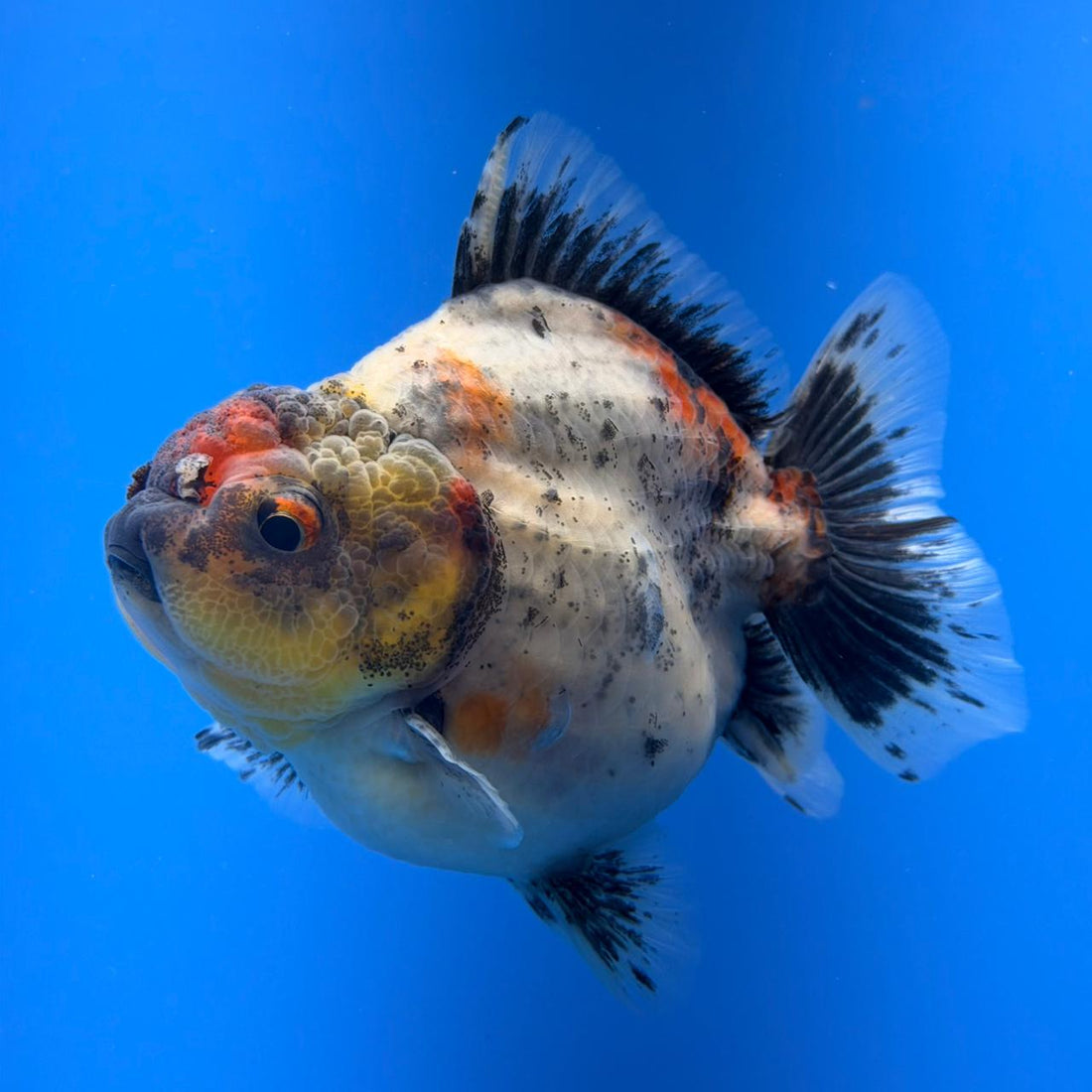 (KP-257) SHOGUN 2.5'' Calico Oranda (TUB15)