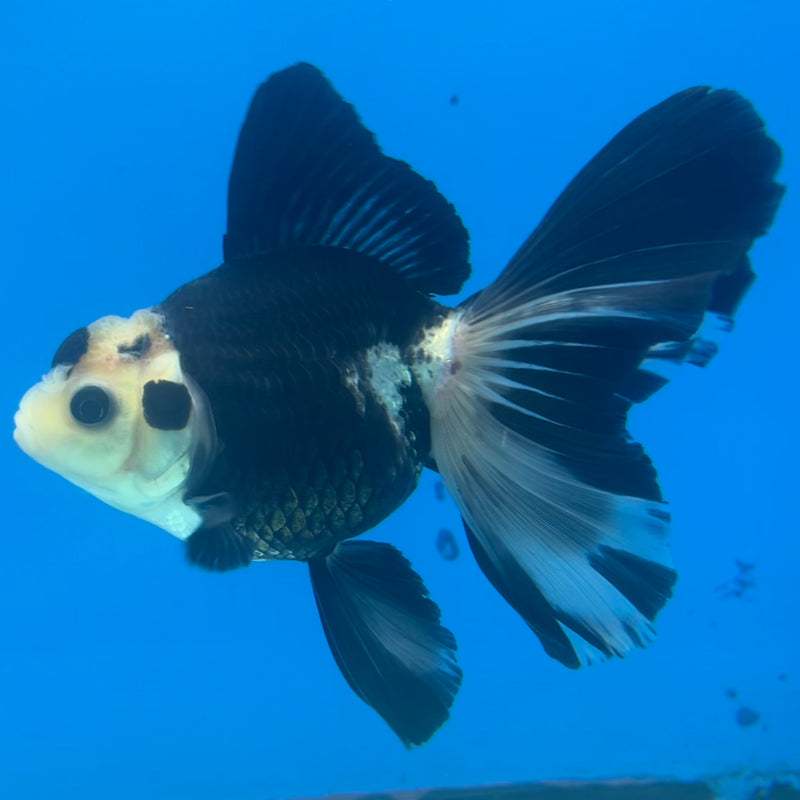 Thai Oranda Panda 3” Body Male(CK-1412)R3A12