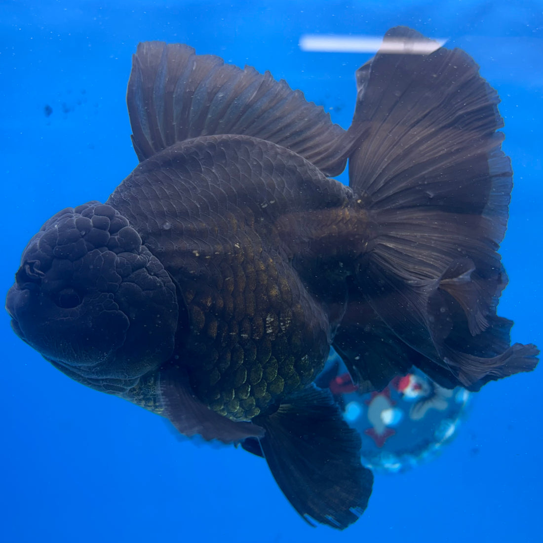 Thai Jumbo Full Black 4” Body Male (NKT-CK-1586)BLUETUB-B