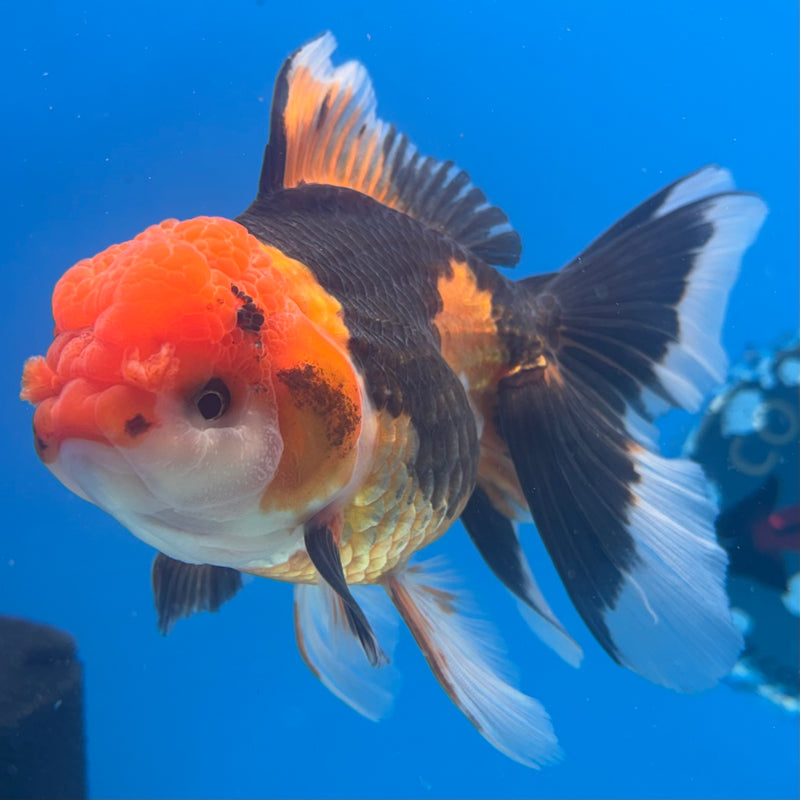 Thai Oranda Apache 3.5” Body Female(CK-906)R1BLUETUB4