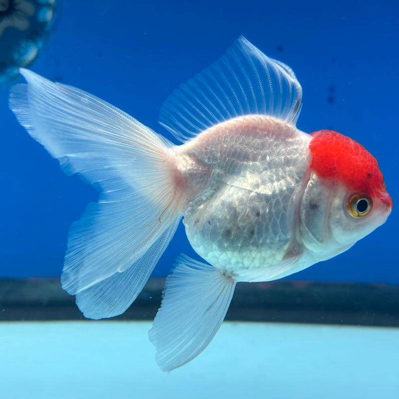 Thai Oranda White Body Red Cap 2.5” Body Female(CK-1025)R3B11