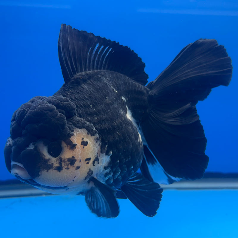 Thai Oranda JUMBO Panda 4” Body Female(QGF-CK-1337)BLUETUB1