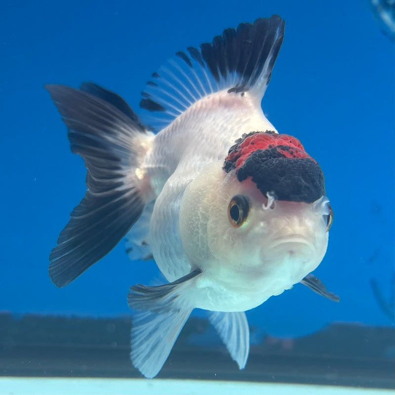 Thai Oranda NOK Tri-Color 2.5” Body Female(NOK-CK-1183)R3B15