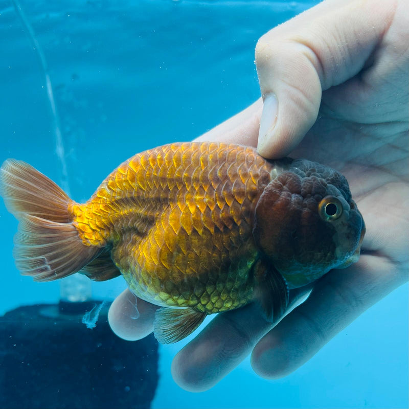 (KP-208) Lavender Ranchu 3'' Male R1B12