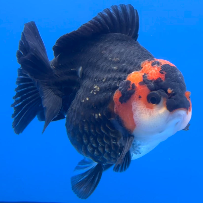 Thai Premium Oranda Yuanbao Tri-Color 4” Body Male(CK-758)R1BlueTub4