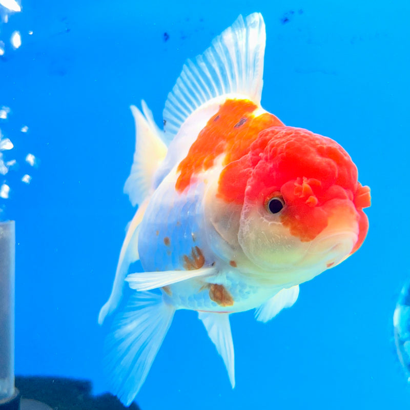Thai Oranda Tri-Color 3.5” Body Female(QGF-CK-1092)SHOWTANK