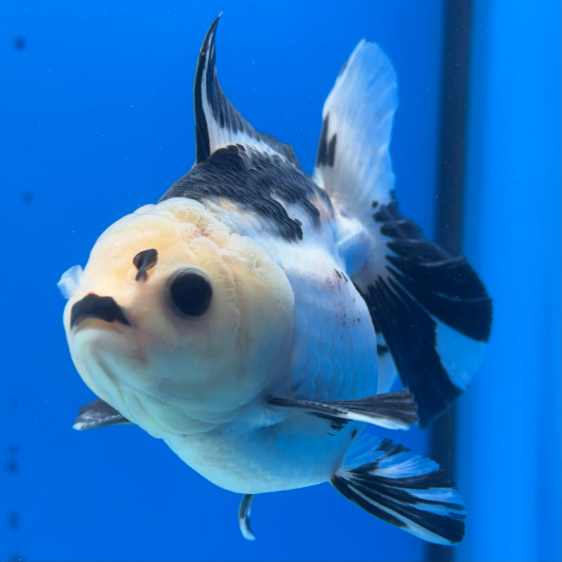 Thai Oranda Panda 3” Body Male(CK-1403)R1B09
