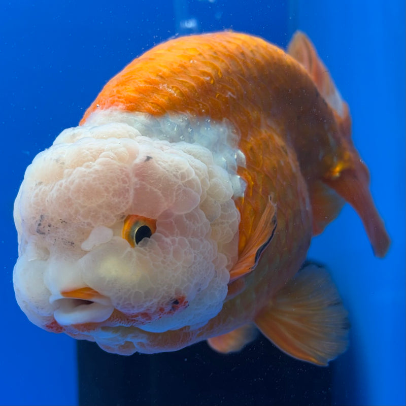 Thai Ranchu Lionchu Super Jumbo Red/White 6” Body Male(CK-764)SHOWTANK