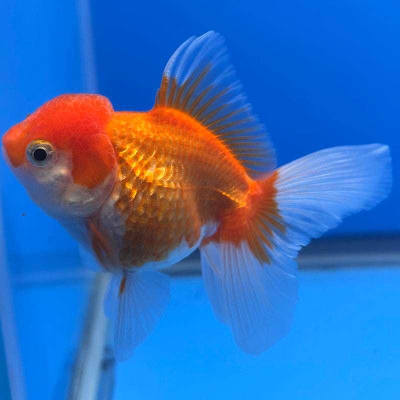 Thai Oranda Red/White 2.5” Body Female(CK-1265)R3B13
