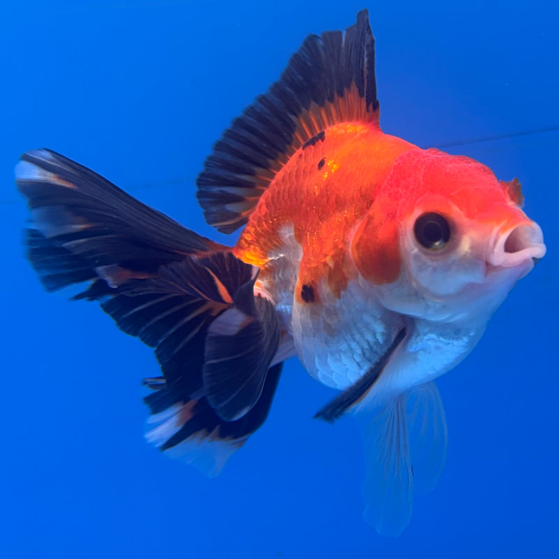 Thai Oranda Apache 2.5” Body Male(CK-848)R3B18
