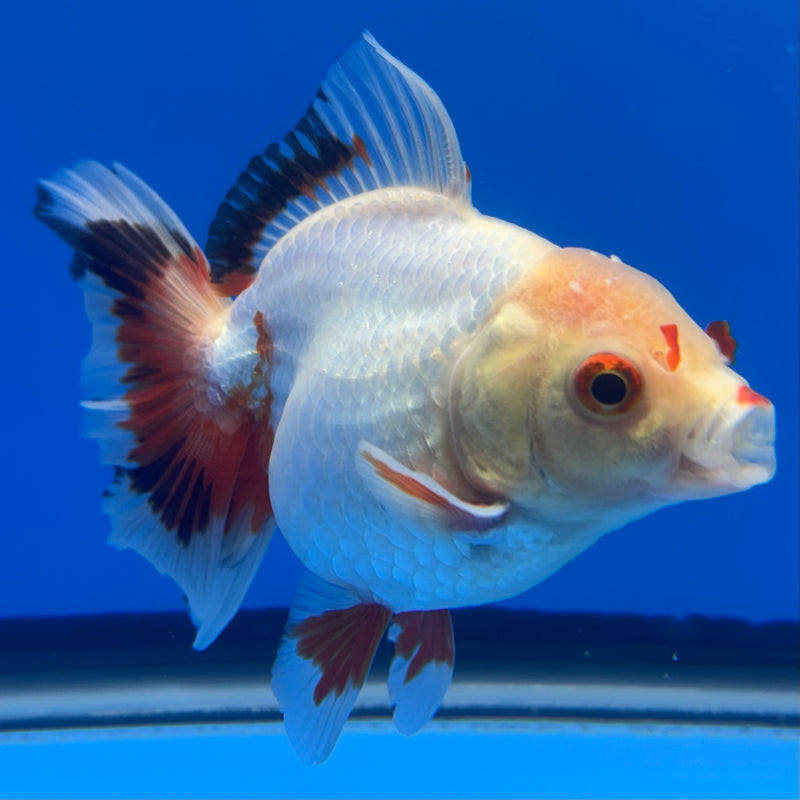 Thai Oranda Lemon Head White Apache RARE 3” Body Male(CK-729)R1B01
