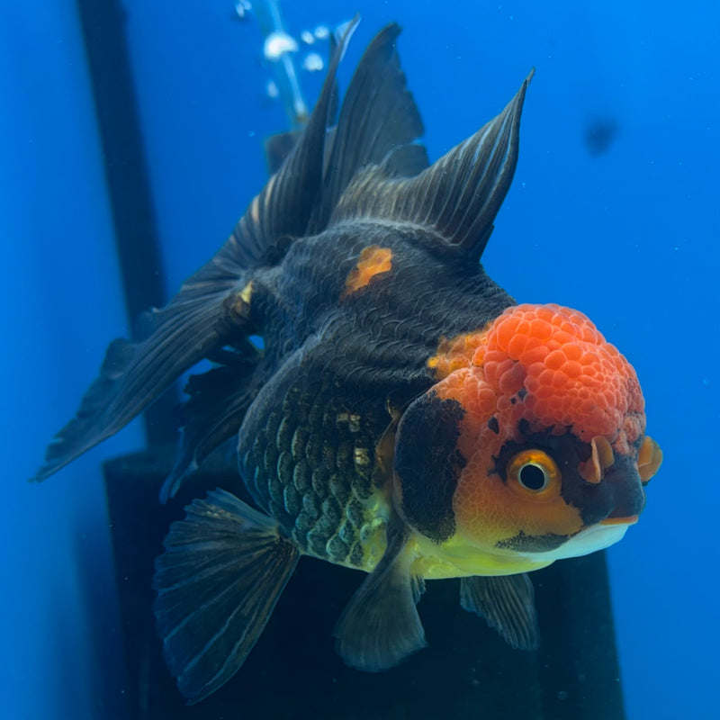 Thai Oranda Apache 3.5” Body Female(CK-918)R1BLUETUB4