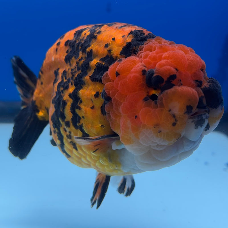 Thai Ranchu JUMBO Tiger Calico 4.5” Body Male(BIN-CK-1053)SHOWTANK2