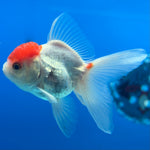 Thai Oranda White Body Red Cap 2” Male (CK-1560)R3A09