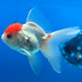 Thai Oranda White Body Red Cap 2” Male (CK-1560)R3A09