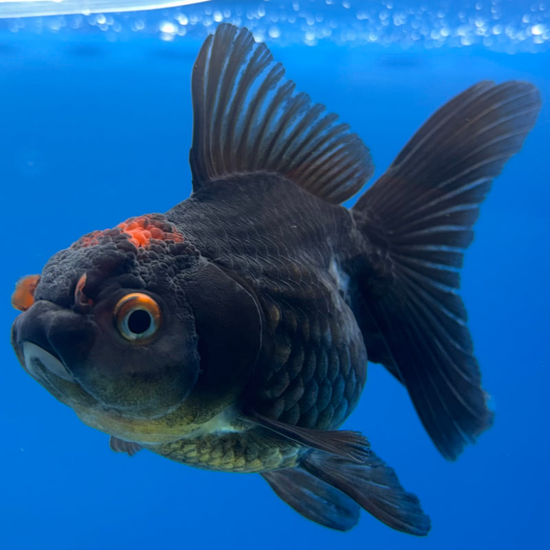 Thai Oranda Tri-Color 3” Body Female(CK-978)R3B09