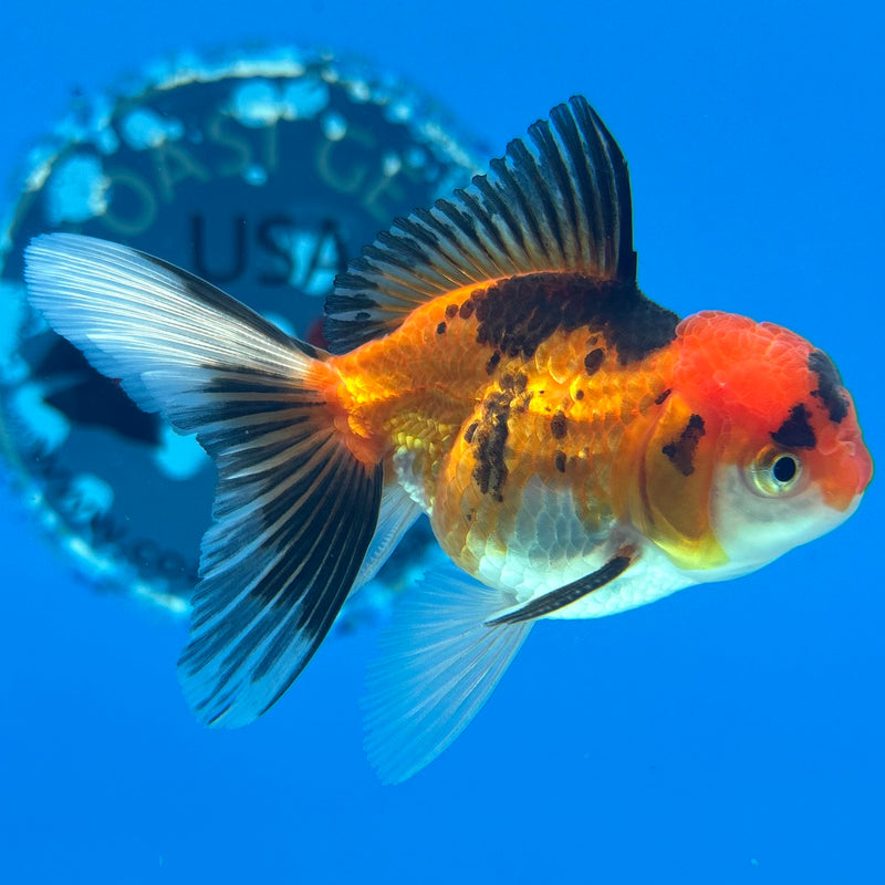 Thai Oranda Apache 2” Body Male(CK-1272)R3B05