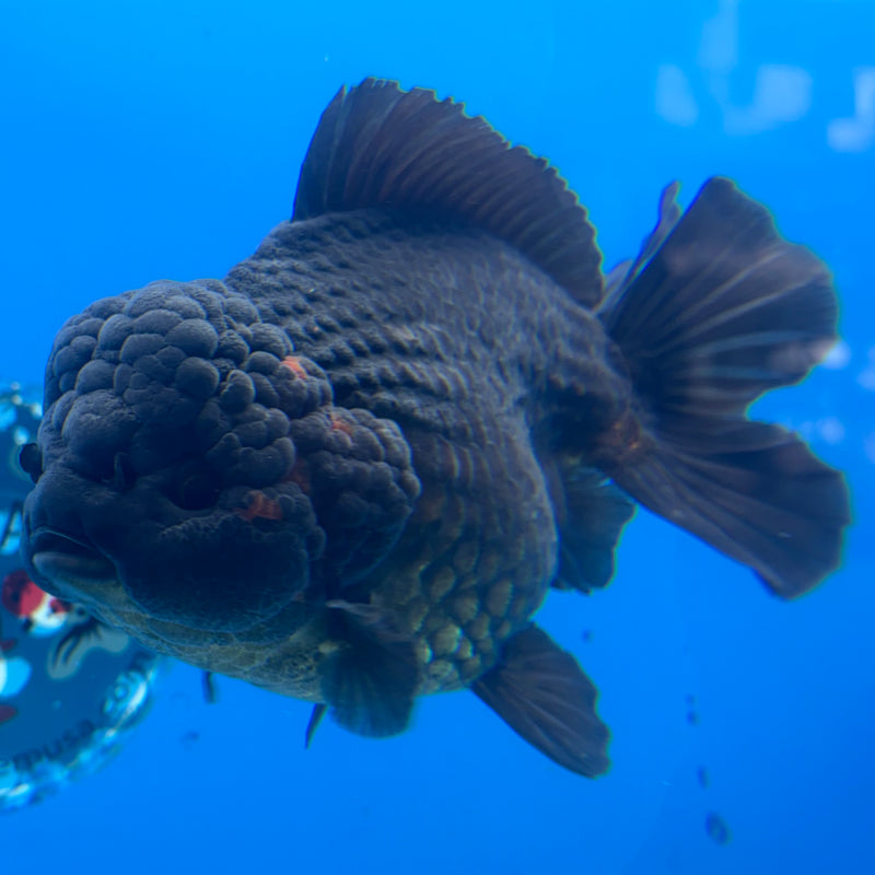 Thai Oranda Black Body Red Cap 4.5” Body Male(CK-836)R1A11