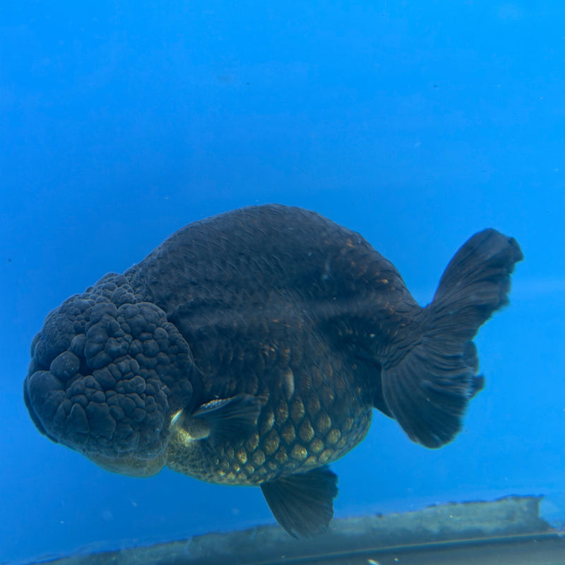 Chinese Ranchu Super Black 3.5in Male (FEB-301)R2A05