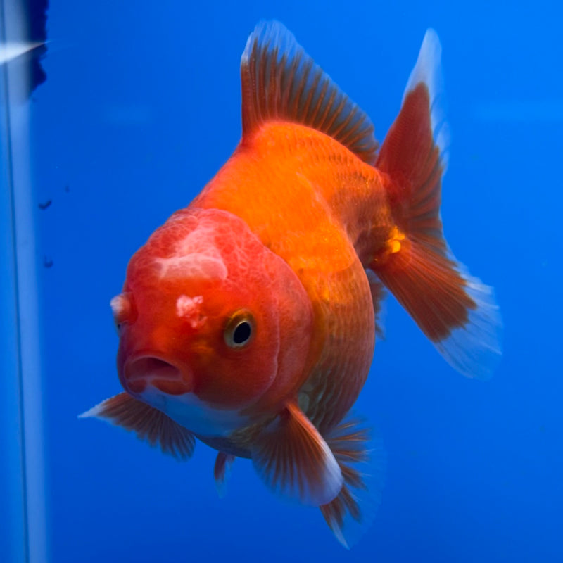 Thai Oranda Full Red 3” Body Male(CK-712)R1A06