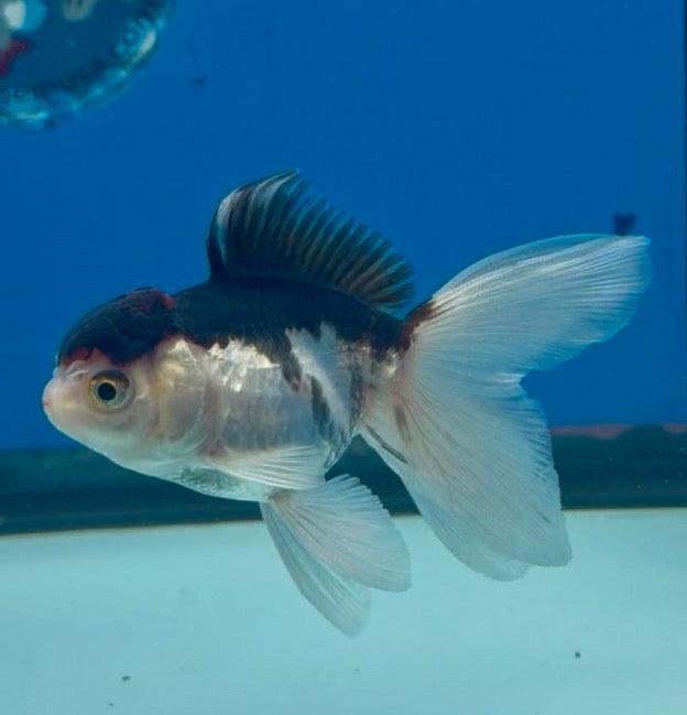 Thai Oranda Tri-Color 2.5” Female (FEB-270)R3A09