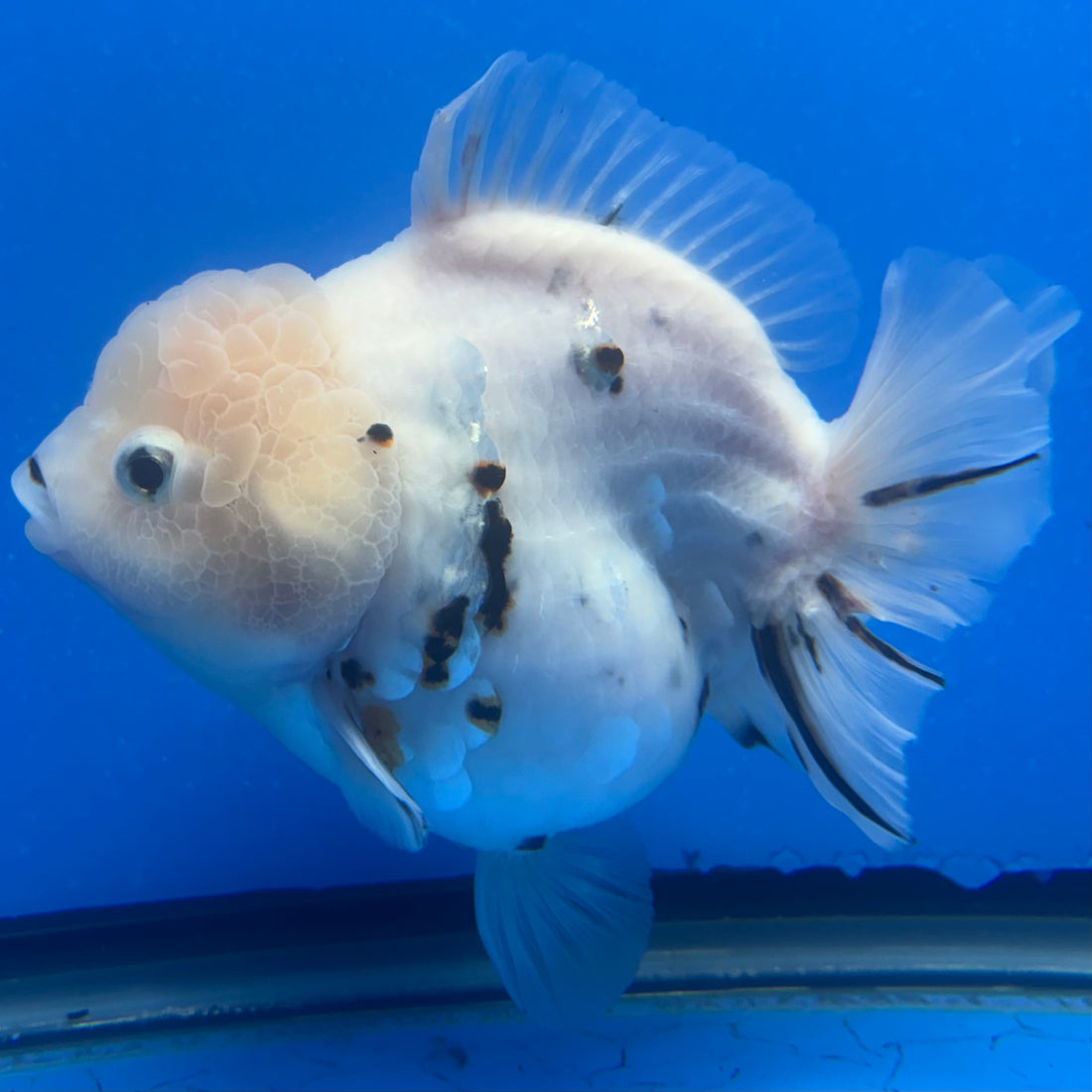 Thai Oranda White Tiger Sakura  4" Female (NKT-CK-1564)BLUETUB-B