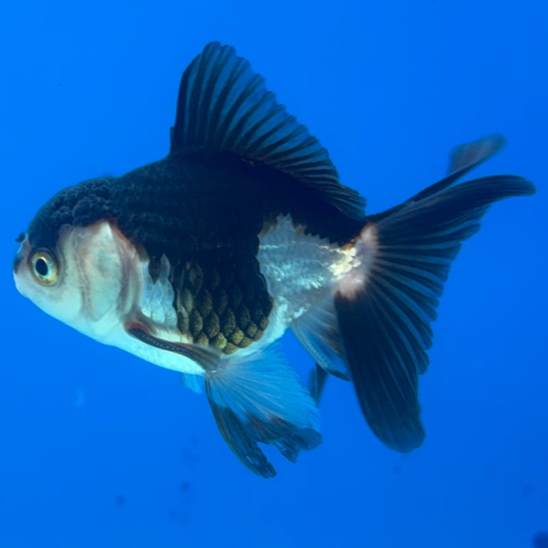 Thai Oranda Panda 2” Body Male(CK-1280)R3B03