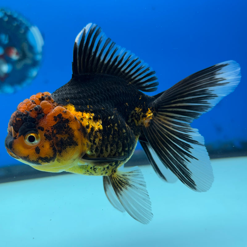 Thai Oranda Apache 3” Body Female(CK-983)R3B08