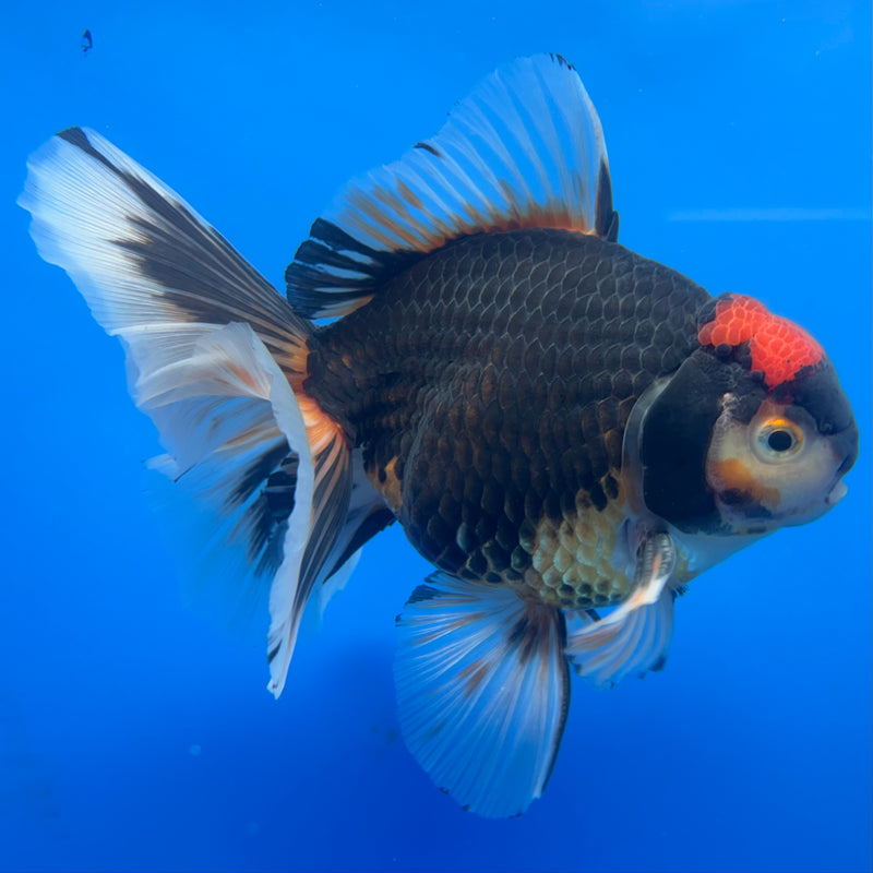 Thai Oranda Apache/Red Head 4.5” Body Male(CK-815)R1B02