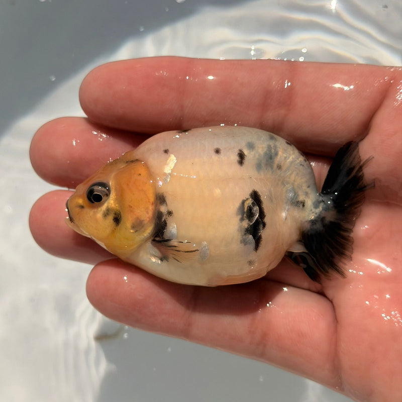 AA Calico Dragon Head Thai Ranchu 2.5'' OUR CHOICE (CGF-086)