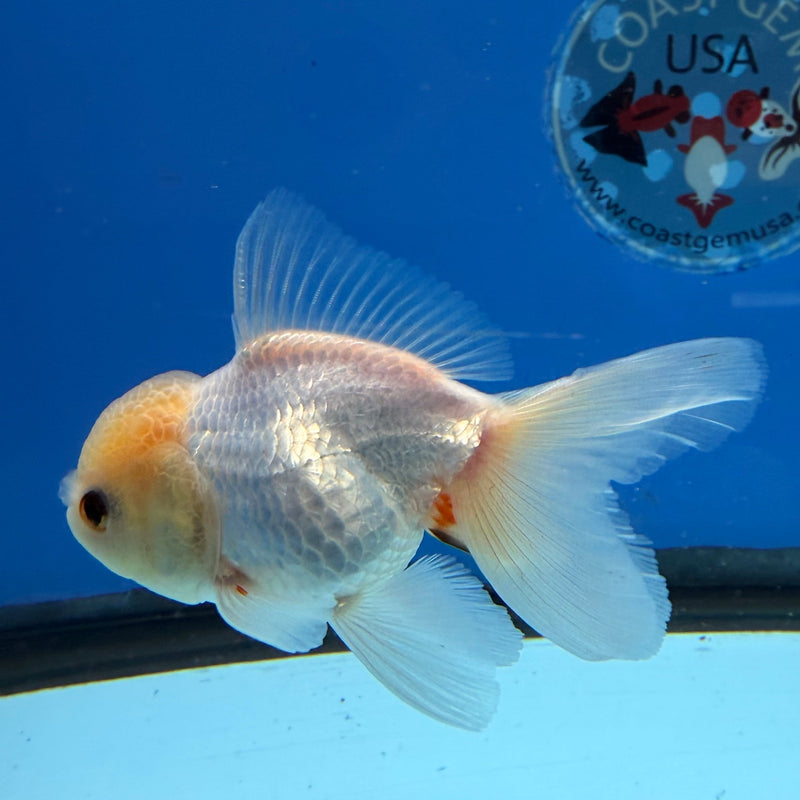 Thai Oranda Lemonhead 2.5” Female (FEB-315)R3B08