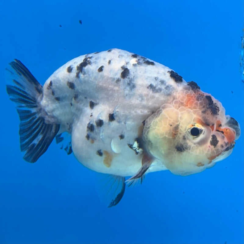 Thai Ranchu Tri-Color Calico 3.5” Body Female(CK-944)R2C03