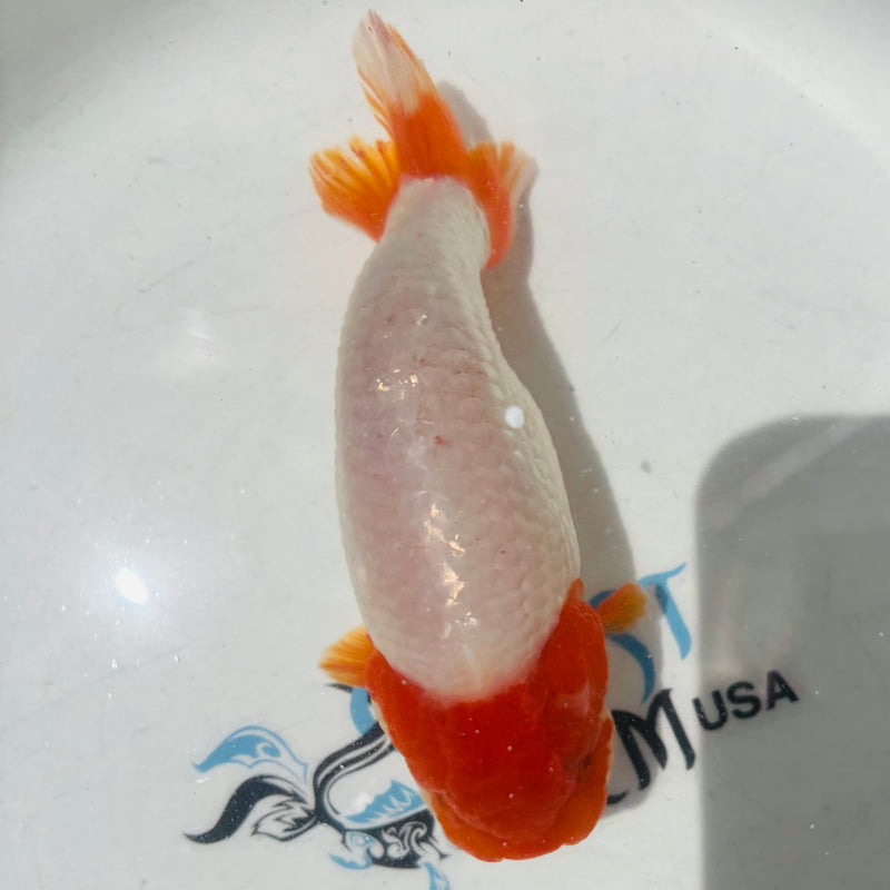 Thai Top View Red Head Ranchu A Grade 3.5” Body Male(CK-890)BLUETUB1