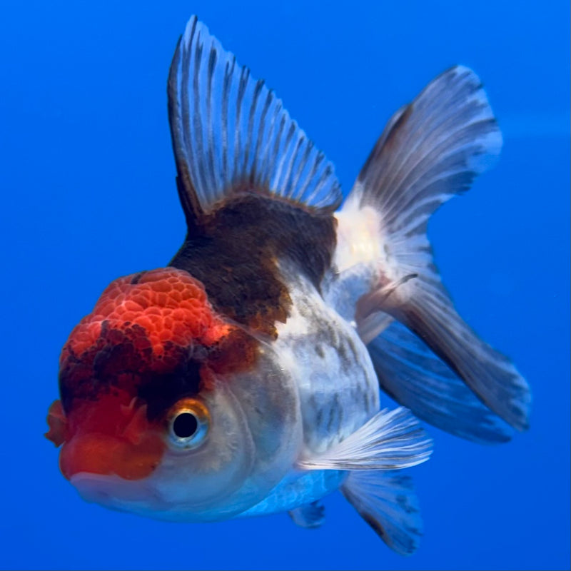 Thai Oranda Tri-Color 2.5” Body Female(CK-1309)R3B14