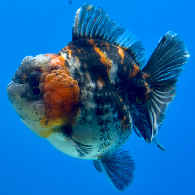 Thai Oranda Tri-Color Calico 3” Body Male(QGF-CK-1093)SHOWTANK