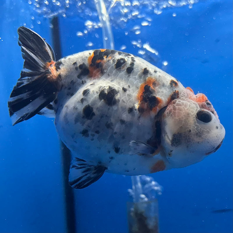 Thai Ranchu Tri-Color Calico 3.5” Body Female(CK-940)R2C03
