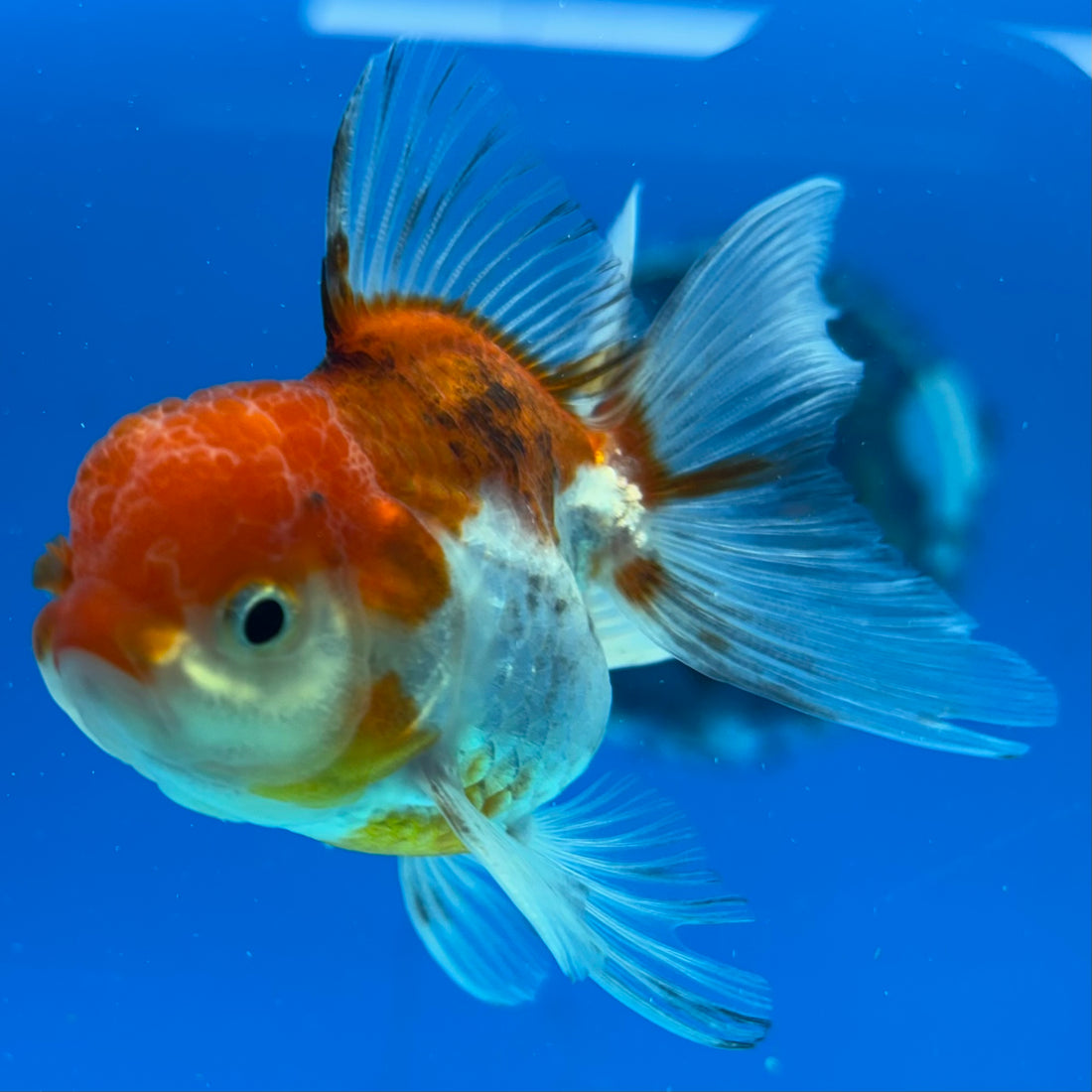 Thai Oranda Tri-Color 2" Male (CK-1556)R3A12
