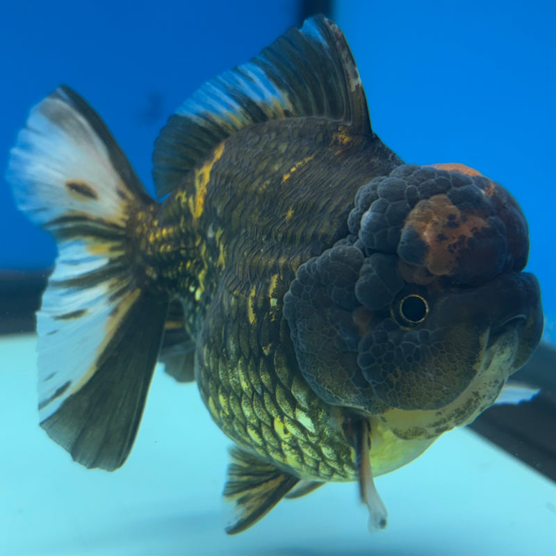 Thai Oranda Tri-Color Calico Tiger 3” Body Male(QGF-CK-1097)SHOWTANK