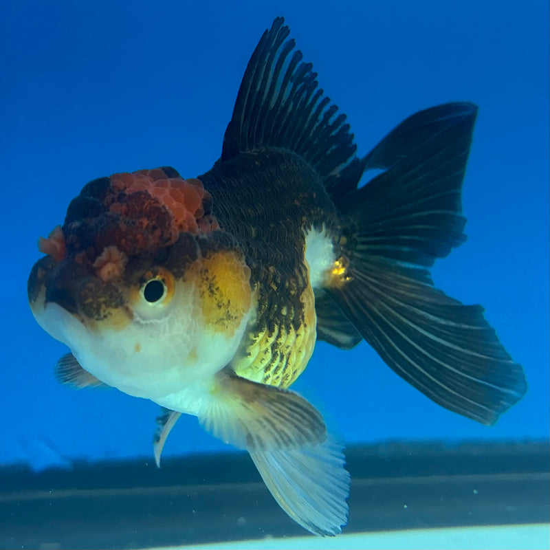 Thai Oranda Apache/Tri-Color 2.5" Male(CK-1527)R3B13